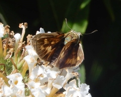 Hylephila phyleus