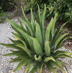Agave antillarum