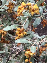 Grevillea floribunda