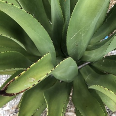 Agave antillarum
