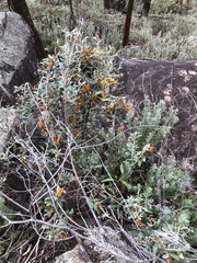 Grevillea floribunda