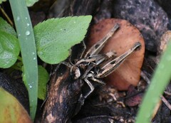 Psoloessa brachyptera