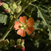 Narrowleaf Globemallow - Photo (c) Stan Shebs, some rights reserved (CC BY-SA)