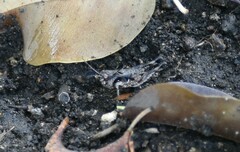 Psoloessa brachyptera