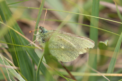 Colias behrii
