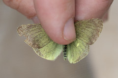 Colias behrii
