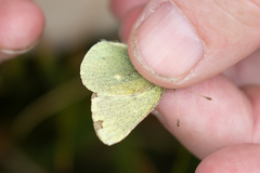 Colias behrii