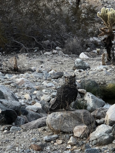 iNaturalist observation photo of Great Horned Owl