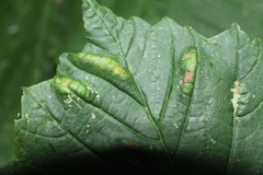 Aceria pseudoplatani