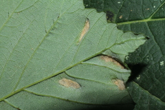 Aceria pseudoplatani