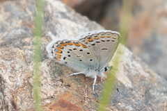 Plebejus fridayi