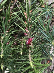 Melichrus erubescens