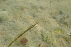 Syngnathus rostellatus