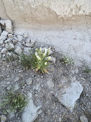 Mentzelia decapetala