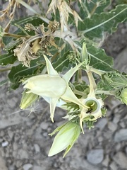 Mentzelia decapetala