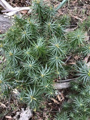 Melichrus erubescens