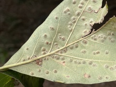 Callirhytis bipapillata