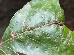 Callirhytis bipapillata