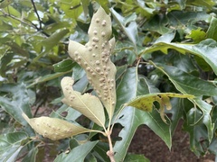 Callirhytis bipapillata