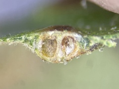 Callirhytis bipapillata