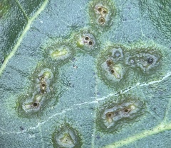 Callirhytis bipapillata