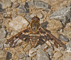 Exoprosopa dorcadion