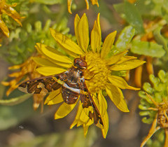 Exoprosopa dorcadion