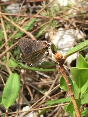 Strymon acis bartrami