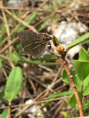 Strymon acis bartrami