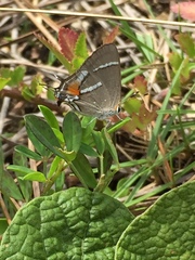 Strymon acis bartrami