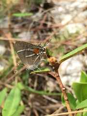 Strymon acis bartrami