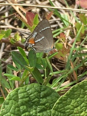 Strymon acis bartrami