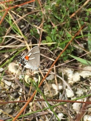 Strymon acis bartrami