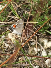 Strymon acis bartrami