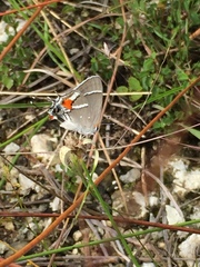 Strymon acis bartrami