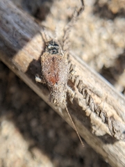 Cycloptilum distinctum