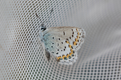 Plebejus fridayi