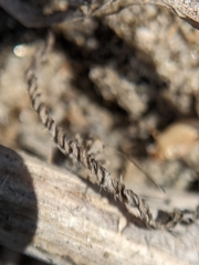 Cycloptilum distinctum