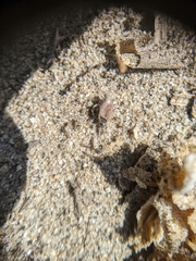 Cycloptilum distinctum