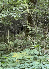 Actaea simplex