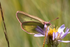 Colias behrii
