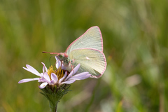 Colias behrii