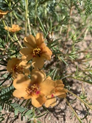 Portulaca suffrutescens