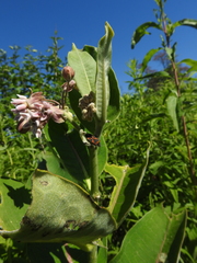 Lygaeus kalmii angustomarginatus