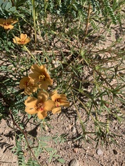 Portulaca suffrutescens