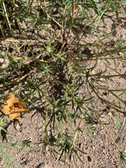 Portulaca suffrutescens