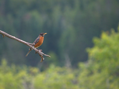 Turdus migratorius image