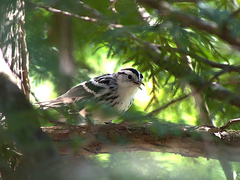 Mniotilta varia image