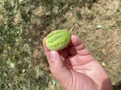 Cucumis melo agrestis
