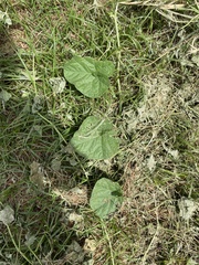 Cucumis melo agrestis